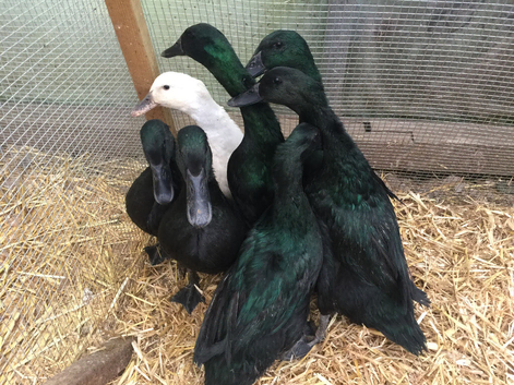 Breeding Trio of Cayuga or 2 Pairs Available