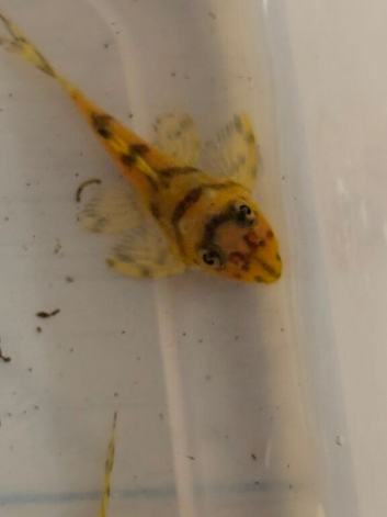 L236super yellow 1&rdquo; or sub adults