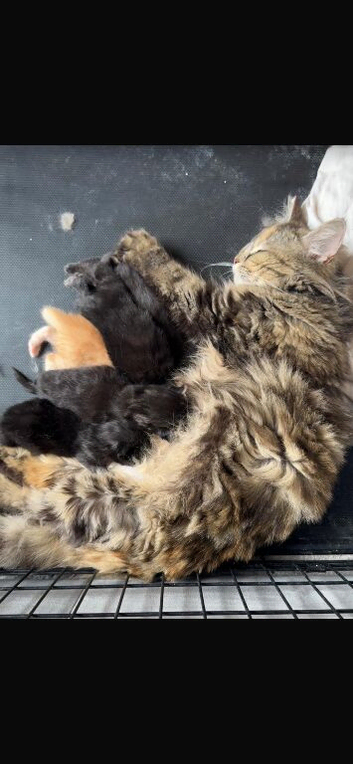Kittens for sale
