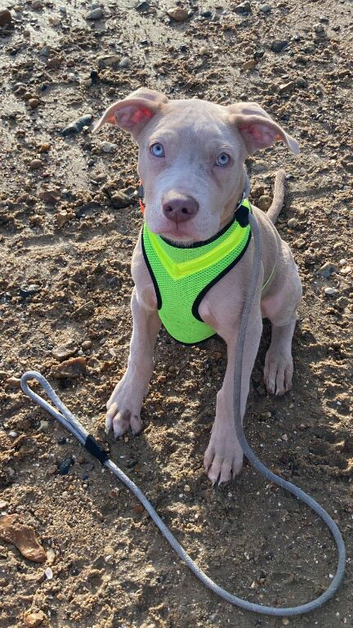 7 month old male