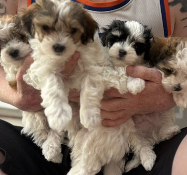 Stunning Maltipoo puppies