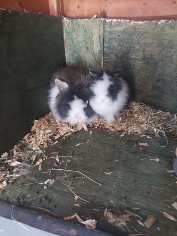 Last 5 baby lionheads