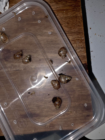 6 baby giant african land snails