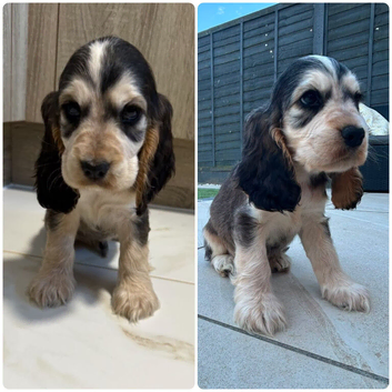KC STUNNING SHOW TYPE COCKER SPANIELS
