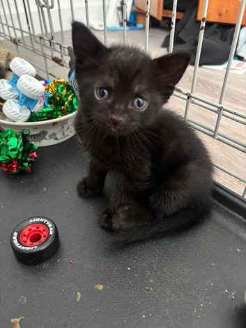 Five black kittens