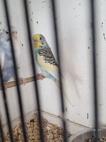 Budgies