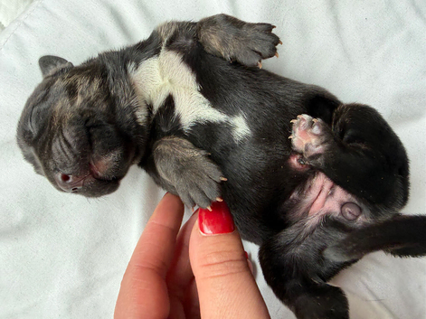 Puppy American bulldog mixed with mastiff