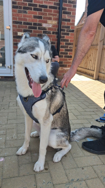 Beautiful huskie for sale