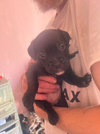 Staffie cross Frenchie