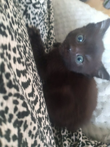 Kittens ready now
