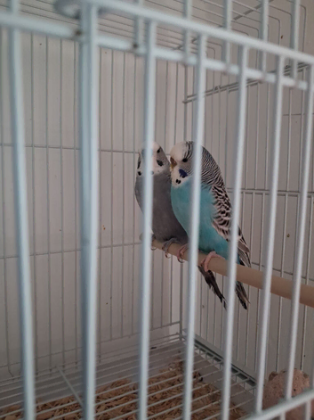Budgie