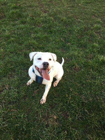 Staffordshire bull terrier for STUD DUTIES