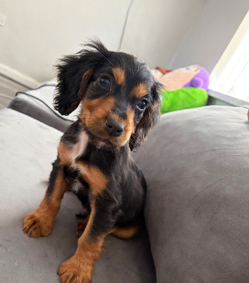 Gorgeous cocker spaniel