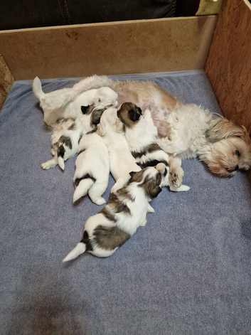 Pure bred shih tzu puppies