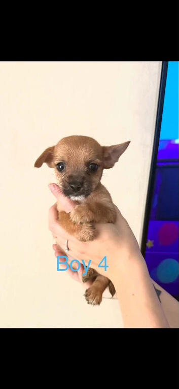 Yorkie pom boys ready to leave
