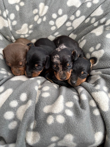Beautiful mini dachshunds!! ALL SOLD