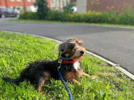 Female Jack Russell cross