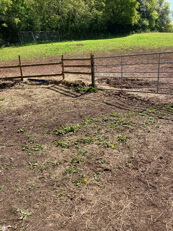 Horse grass available