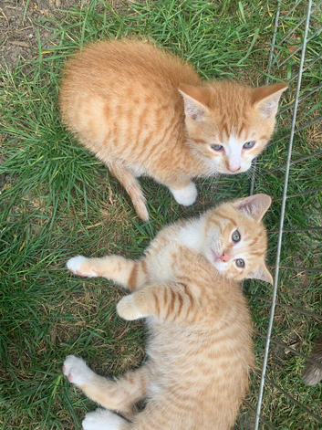 Kittens now ready to go 2now available