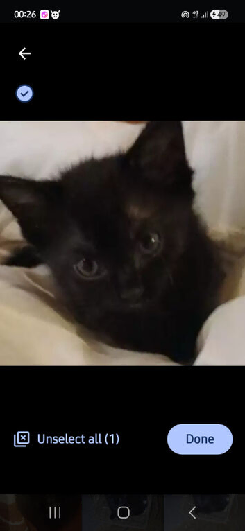 kittens bootifull Tabbies & luck Black (stevenage)