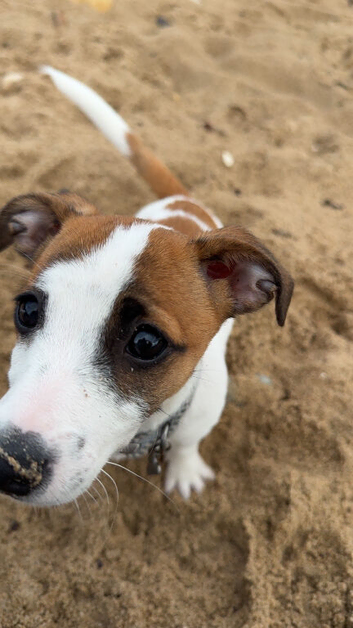 Male pup Jack Russell 3 months old