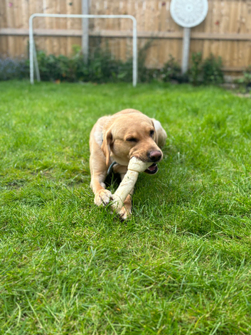 Beautiful male Labrador for **STUD**