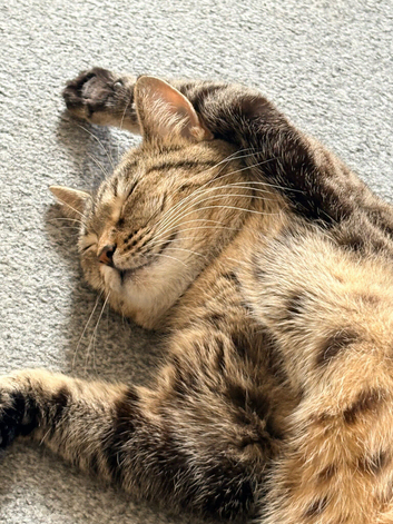 Beautiful 3yr old Girl