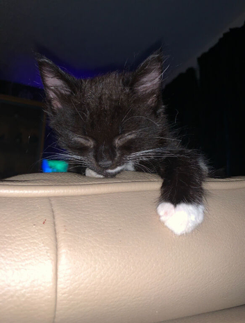 Kittens 11 Weeks Old, Exmouth