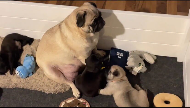 PUG PUPPIES BABIES HOME RAISED
