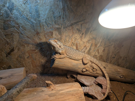 Bearded dragon