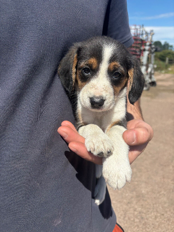 Border collie x beagle pups