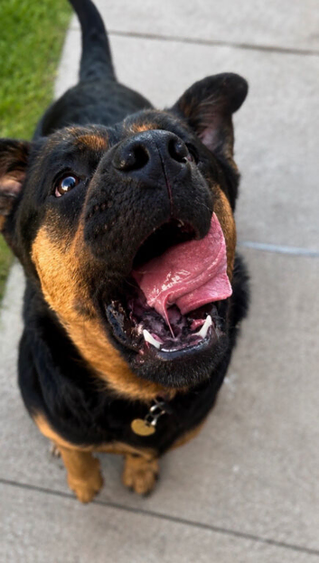 Looking for dog walking and pet siting job