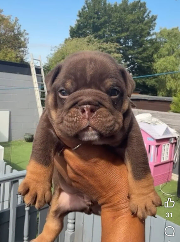 Chocolate English bulldogs