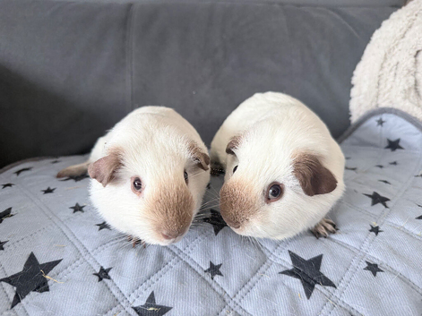 2 baby guinea pigs plus cage and huge bundle of extras
