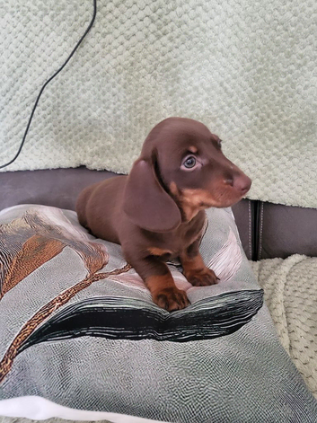 Minuture Dachsund