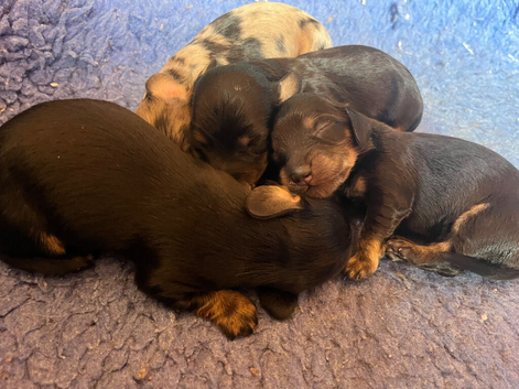 Miniature longhaired Dachshund puppies