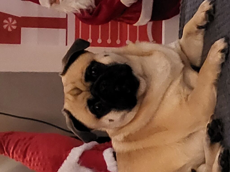 Pug x Tibetan Spaniel for sale