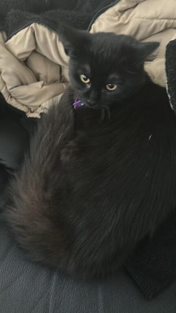 Black dorsal boy