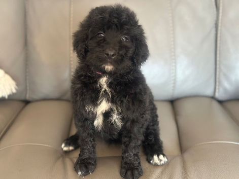 F1 STANDARD BERNADOODLE GIRLS HEALTH CHECKED VACCINATED MICRO CHIPPED