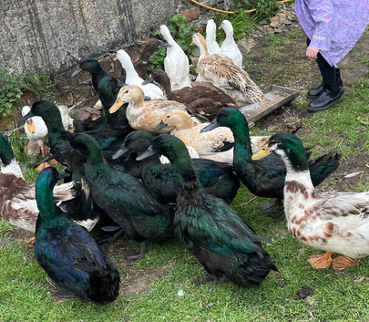 Cayuga ducks x 7