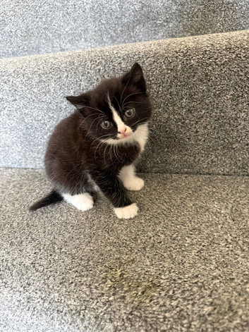 Beautiful ragdoll cross Kittens &ndash; Ready to Leave Now