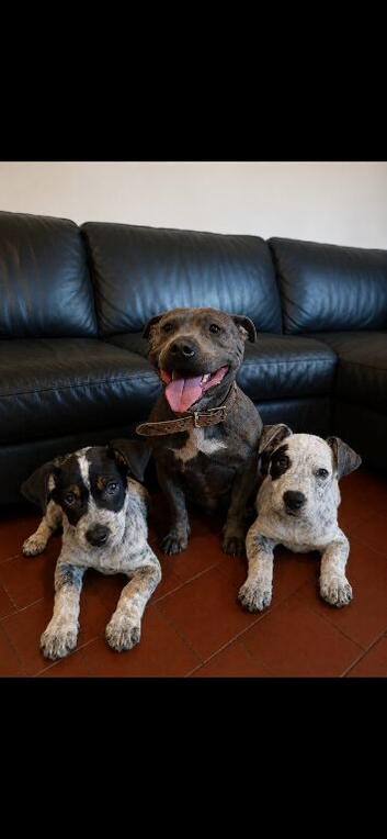 2 last beautiful Merle Staffies available