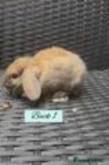 Beautiful Mini Lop baby&rsquo;s looking for a new .