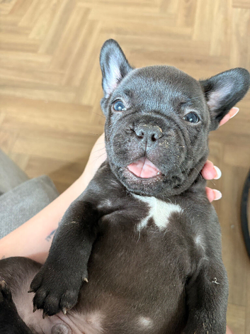 French bulldog puppy