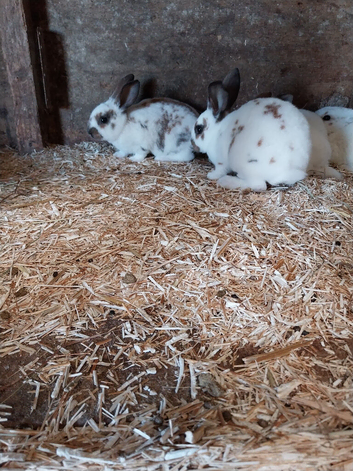 Gorgeous rex x babies