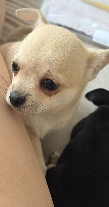 Beautiful chihuahua girl pup