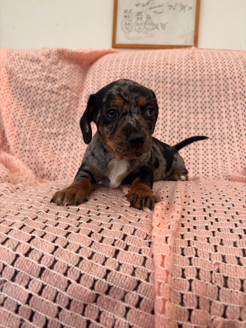 Dachshund X Jack Russell Female Puppies