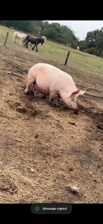 Large white sow with 4 piglets