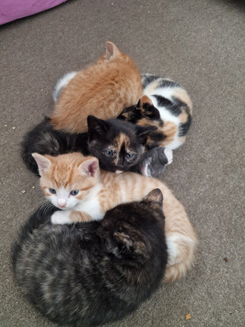Lovely kittens for sale