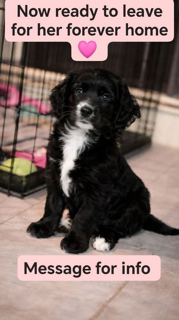 9 weeks old girl